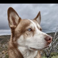 A Wolf Named Remus (@aremus31443) 's Twitter Profile