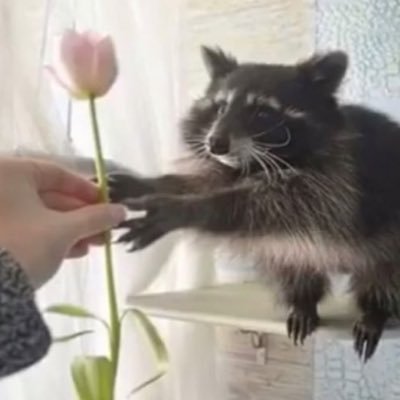 _blackman88's profile picture. everyone’s favorite black hebrew israelite