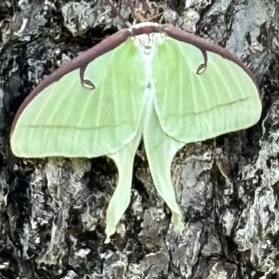 AUclay2165's profile picture. 