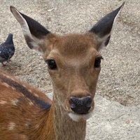 mirror (@mirror_iput) 's Twitter Profile