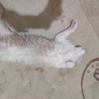 Mehmet G (@bjk_46) 's Twitter Profile Photo