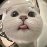 0558 Didi蒂蒂 (@dididi1838) 's Twitter Profile