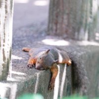 航太 (@hibiki_chanse) 's Twitter Profile Photo