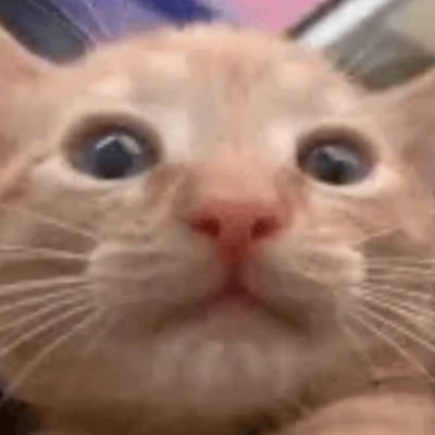 waa_cat's profile picture. waa cat on Solana CA: Bk2WQMuXJ6yo8rZ9vwWb85LoVygBSjoUPtpUzwrqpump https://t.co/Az4xq1RyfA