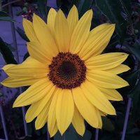 Andy 🌻 (@hotbabe432) 's Twitter Profile