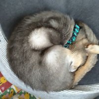 ねこ ᓚᘏᗢ🐾 (@dolphinv1118) 's Twitter Profile