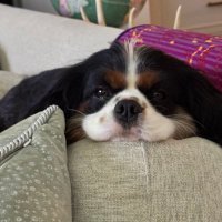 Eric Ling (@ericling614) 's Twitter Profile
