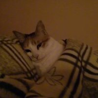 Martyr Sjahid (@mekdizionis) 's Twitter Profile