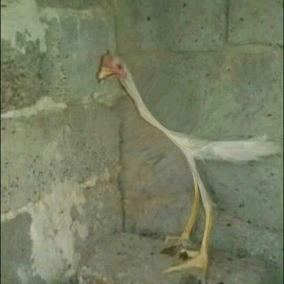 naoealee's profile picture. pt-br | eng | 18 anos