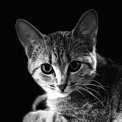 TrevorLVanCott's profile picture. 