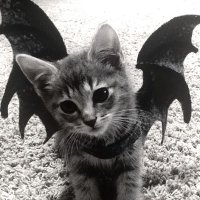 bat (@corpsebatt) 's Twitter Profile