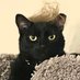 Trumped Up Cat Life (@cynni0204) Twitter profile photo Trumped Up Cat Life (@cynni0204) Twitter profile photo