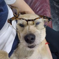 perrito librepensador (@bernalgasmx) 's Twitter Profile