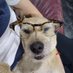 perrito librepensador (@bernalgasmx) Twitter profile photo perrito librepensador (@bernalgasmx) Twitter profile photo