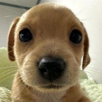 cigarro grátis (@pauloknv) 's Twitter Profile