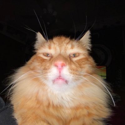 graaaak's profile picture. solero enjoyer