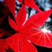 A Light Crimson Maple Leaf (@leaf_of_crimson) Twitter profile photo A Light Crimson Maple Leaf (@leaf_of_crimson) Twitter profile photo