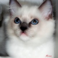 Catnip Inn (@catnipinn) 's Twitter Profile
