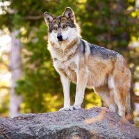 BWolf (@benjaminmarkh10) 's Twitter Profile