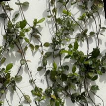 libbyluver's profile picture. 