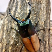 くわバカおやじ (@miyazak47356224) Twitter profile photo