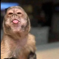 zipper (@woodfood5) 's Twitter Profile Photo