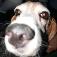 Kokoro The stuffed dog (@00__kokoro__00) 's Twitter Profile Photo Kokoro The stuffed dog (@00__kokoro__00) 's Twitter Profile Photo