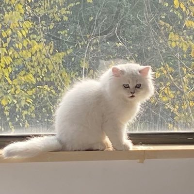 gaopeng0108's profile picture. 