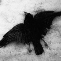 raven II ๐ต๐ธ (@_thcpurified) 's Twitter Profile