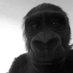 Bubba ๐คฏ (@1bubbaa_) Twitter profile photo Bubba ๐คฏ (@1bubbaa_) Twitter profile photo
