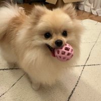 ぽめ!らにあん! (@chibichan_pome) 's Twitter Profile