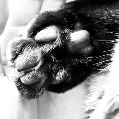 MqFy0h's profile picture. 肥大型心筋症で闘病していた（血栓×2）愛猫のアカウントです。🌈頑張りました。慢性腎臓病/肺水腫/血栓症etc。今後は同じ病気で頑張る子達に向けて闘病中の事を呟く予定です。フォロー歓迎です。Twitterに不慣れなため至らない点がございましたらご容赦願います。