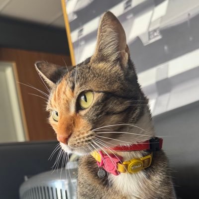 NanCheco's profile picture. uma confusão mental ambulante, chato, insuportável