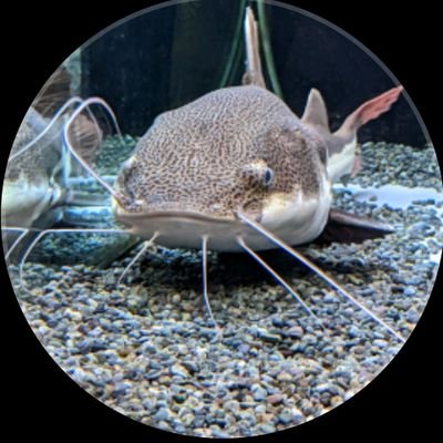 NzbapToAMs66686's profile picture. 