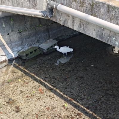 confusing_numb's profile picture. 魯鈍で胡乱