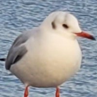 フフンフン (@bombcry0) 's Twitter Profile