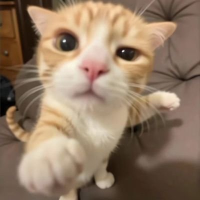 lady_m0rph3us's profile picture. 