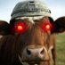 The Alpha Cow (@marcus_porcius2) Twitter profile photo The Alpha Cow (@marcus_porcius2) Twitter profile photo