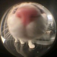 มอมอดาวัน ‘ cutepa 🤓 (@aechyez) 's Twitter Profile