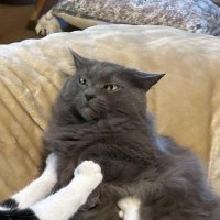 Michael A. 🐺 (@wolffinthewild) 's Twitter Profile Photo Michael A. 🐺 (@wolffinthewild) 's Twitter Profile Photo
