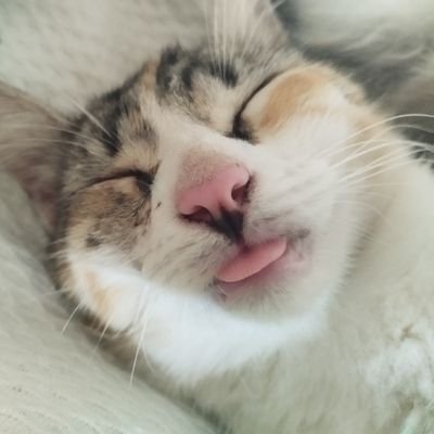 ronaldorock34's profile picture. 