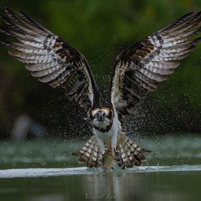 TinVu32414's profile picture. 
