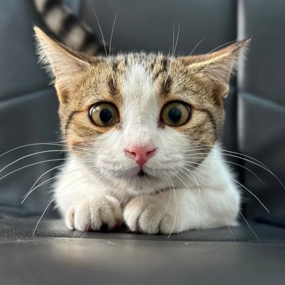 sukriye_gunes's profile picture. 