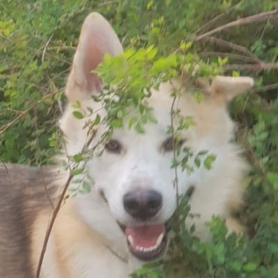 Raptor Jeezus Profile