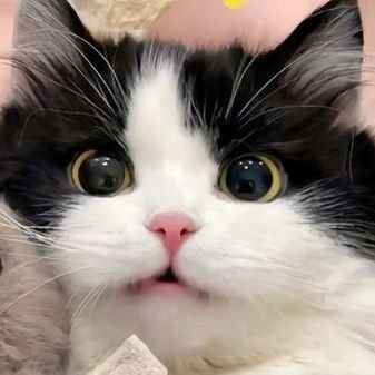 FanaticRomance's profile picture. Tabur tuai itu berlaku