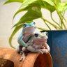 nihechi_Rept's profile picture. 無言フォロー失礼します🙇‍♂️🙇‍♂️爬虫類や両生類たちと生活しています🦎