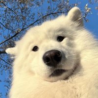 崽崽 (@mrwang26367203) Twitter profile photo
