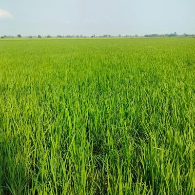 VthayMekh's profile picture. 