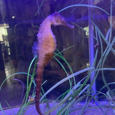 lhs_1015_'s profile picture. 