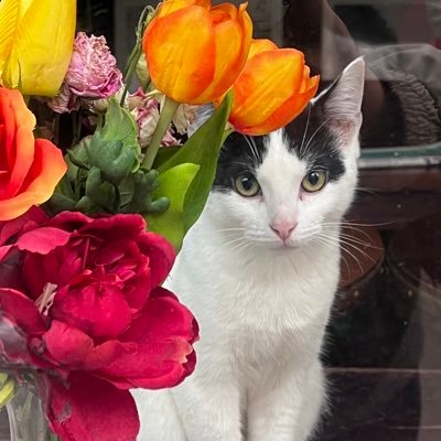 xyayax02's profile picture. DICTATORSHIP MUST BE FALL!  #savemyanmar